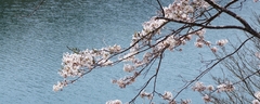 九頭竜の桜と湖