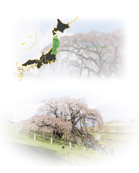 東北さくら紀行 / Tohoku region Cherry Blossoms Travelogue