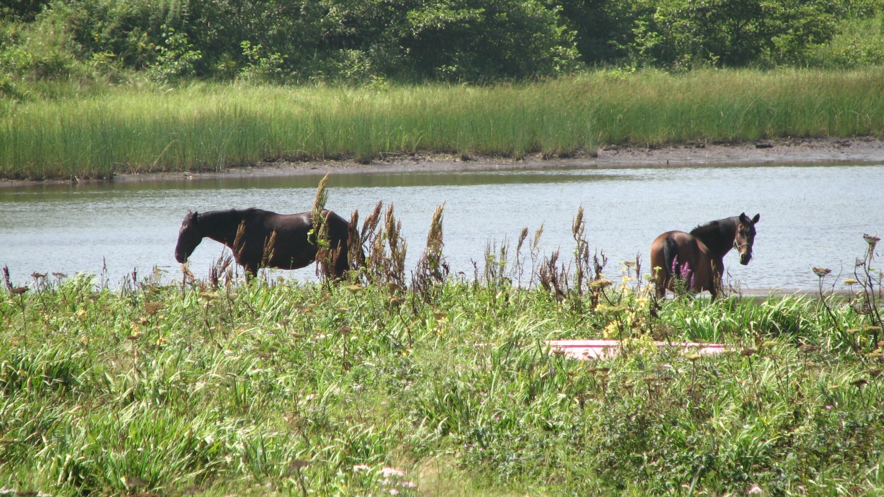 霧多布岬：Cape Kiritappu