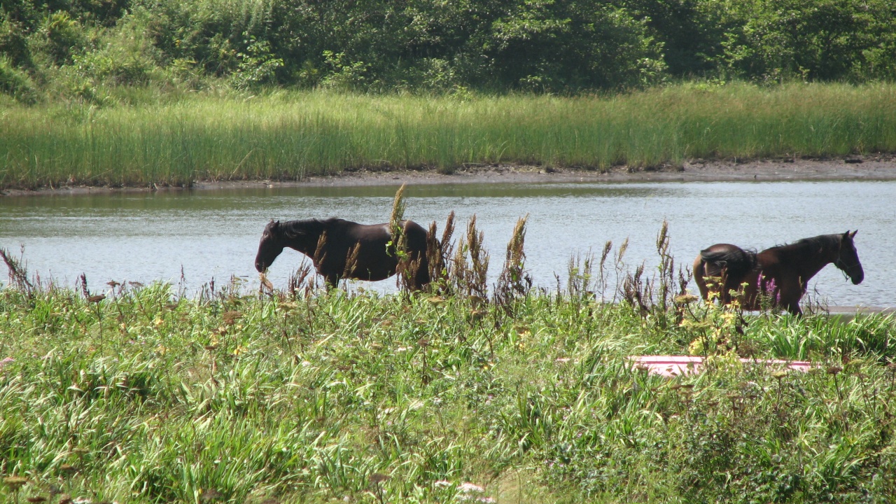 霧多布岬：Cape Kiritappu