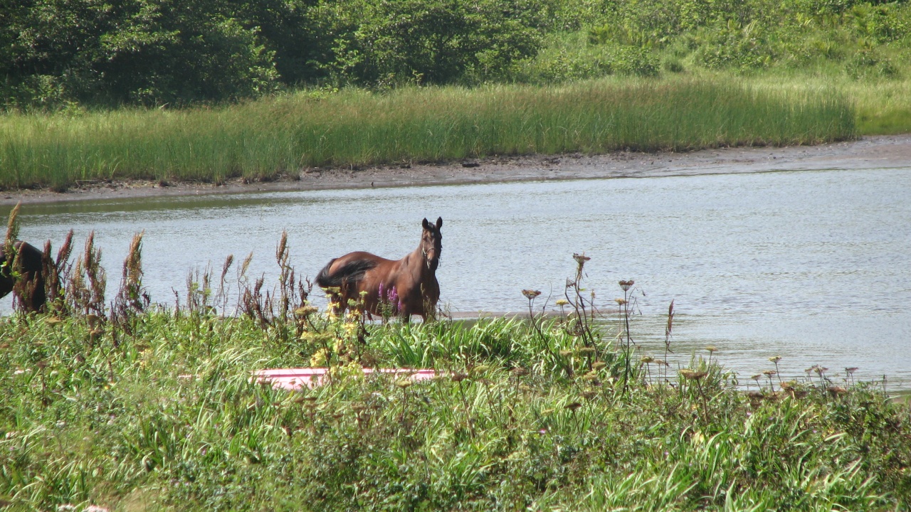 霧多布岬：Cape Kiritappu