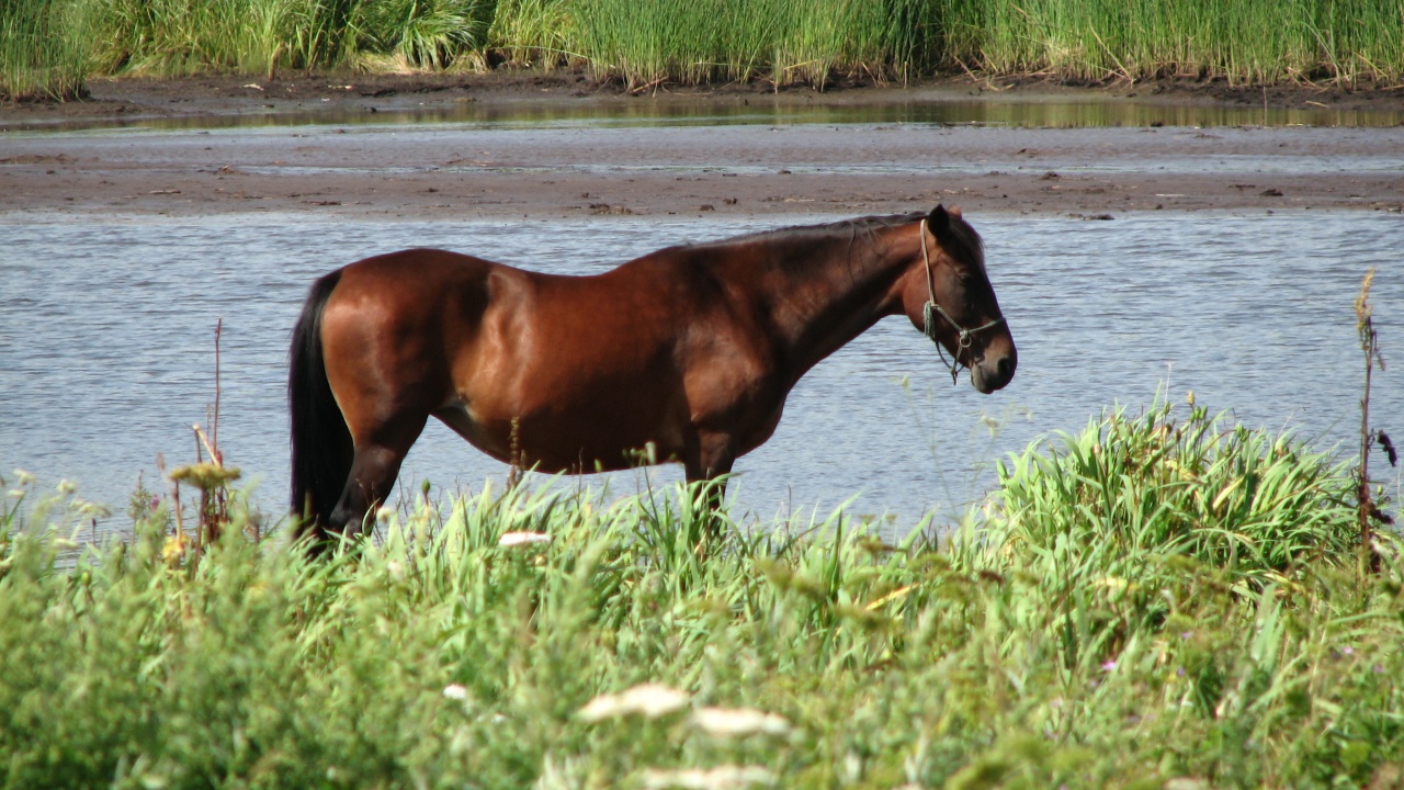 霧多布岬：Cape Kiritappu