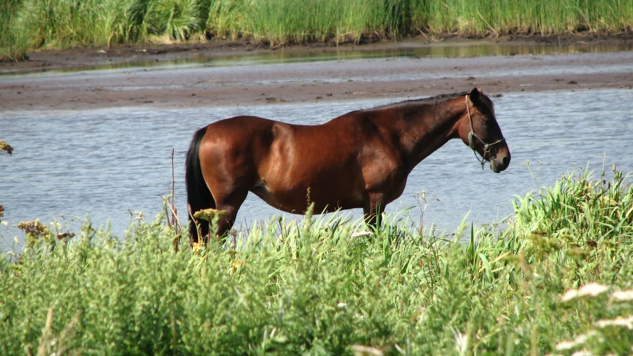 霧多布岬：Cape Kiritappu