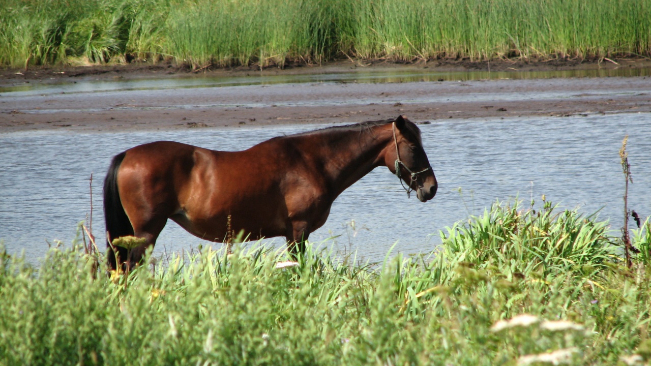 霧多布岬：Cape Kiritappu
