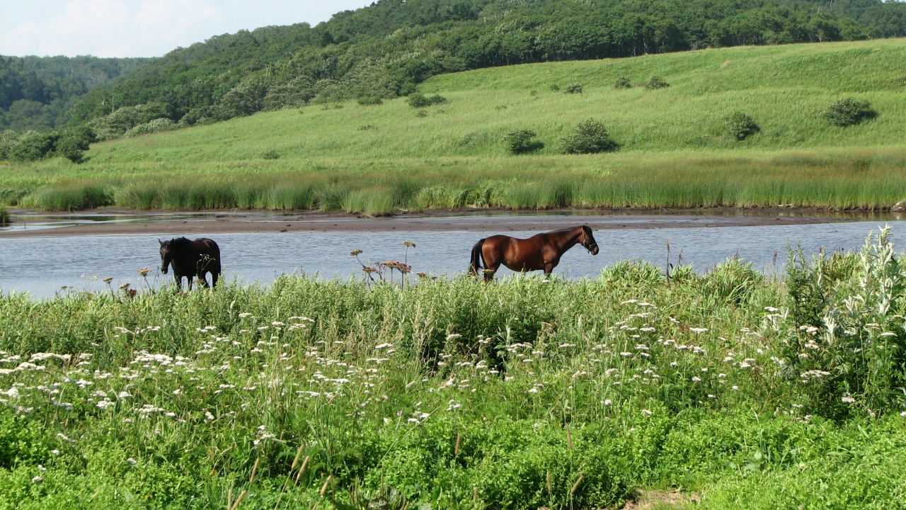 霧多布岬：Cape Kiritappu