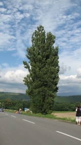 ケンとメリーの木：Ken and Mary's tree