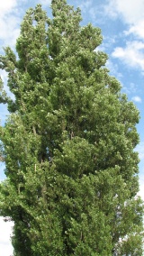 ケンとメリーの木：Ken and Mary's tree