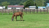日高の牧場：Hidaka ranch