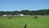 日高の牧場：Hidaka ranch