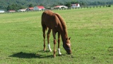 日高の牧場：Hidaka ranch