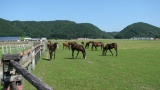日高の牧場：Hidaka ranch