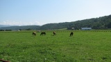 日高の牧場：Hidaka ranch