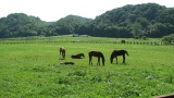 日高の牧場：Hidaka ranch