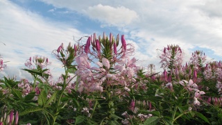 これぞ北海道。： This is Hokkaido.