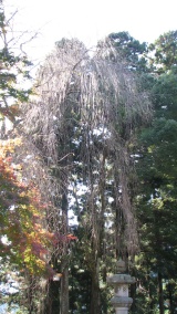 久遠寺'身延山'：Kuonji Temple 'Mt. Minobu'