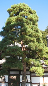 久遠寺'身延山'：Kuonji Temple 'Mt. Minobu'