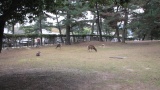奈良公園／Nara Park