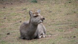 奈良公園／Nara Park