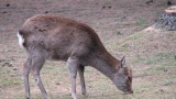 奈良公園／Nara Park