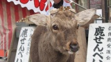奈良公園／Nara Park