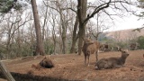 奈良公園／Nara Park