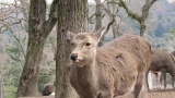 奈良公園／Nara Park