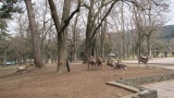 奈良公園／Nara Park