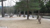 奈良公園／Nara Park