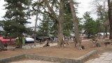奈良公園／Nara Park