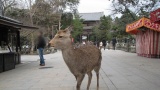 奈良公園／Nara Park