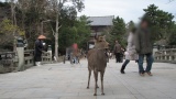 奈良公園／Nara Park