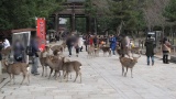奈良公園／Nara Park