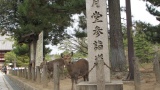 東大寺／Todaiji Temple