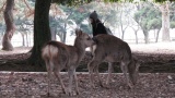 東大寺／Todaiji Temple