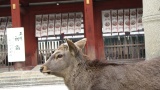 東大寺／Todaiji Temple