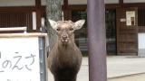 東大寺／Todaiji Temple