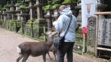 春日大社／Kasuga Taisha Shrine