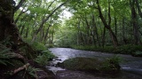 奥入瀬渓流 / Oirase stream