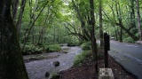 奥入瀬渓流 / Oirase stream