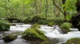 奥入瀬渓流 / Oirase stream
