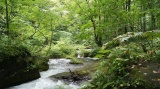 奥入瀬渓流 / Oirase stream