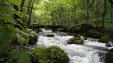 奥入瀬渓流 / Oirase stream