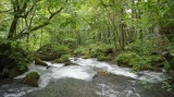 奥入瀬渓流 / Oirase stream