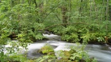 奥入瀬渓流 / Oirase stream