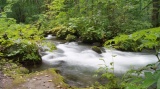 奥入瀬渓流 / Oirase stream