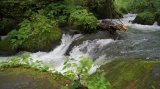 奥入瀬渓流 / Oirase stream