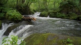 奥入瀬渓流 / Oirase stream