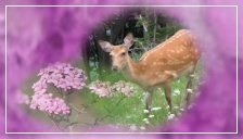 知床まで／To Shiretoko.