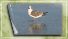 富良野、襟裳、から日高へ／From Furano, Erimo, to Hidaka.