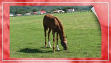 牧場でくつろぐサラブレッド／Thoroughbred relaxing on the ranch